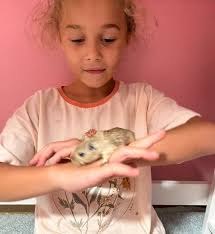 Rehoming 7 Gerbils in Columbus Indiana
