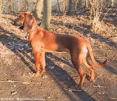 Image result for bavorský barvář