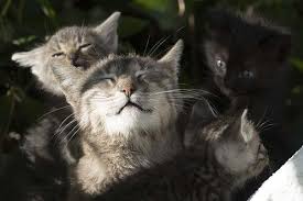 The 20face 20of 20love In 2020 Cute Cat Illustration Cats Illustration Cat Aesthetic