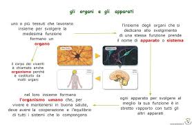 Nel maschio i testicoli producono gli apparato respiratorio la respirazione è il processo che permette di far entrare nel corpo. Siamo Fatti Cosi Sutori