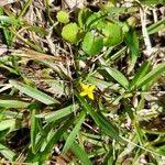 Image result for Hypoxis angustifolia