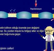 Miyelinli nöronlarda impuls iletimi animasyonu - Atlamalı iletim