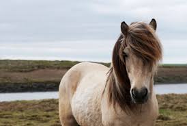 We did not find results for: The Origins Of 12 Horse Related Idioms Mental Floss