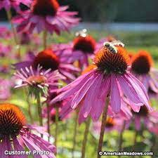 Magnus Echinacea Garden Quotes Garden Art Garden Signs
