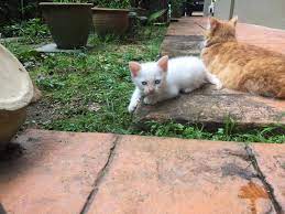 Makanan kucing berkualitas harus dikenali jenisnya terlebih dahulu. Salam Admin Sepasang Anak Kucing Untuk Diberi Percuma Tarikh Lahir 12 Ogos 2017 Di Kota Damansara Contact 0123884383 Malaysian Cats Free Adoption Kucing Diberi Secara Percuma Facebook