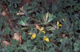 Image result for Lotononis stipulosa