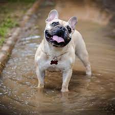 Dedsec watch dogs dark hacking, copy space, indoors, studio shot. Contact Us Big Brown Dog Therapy