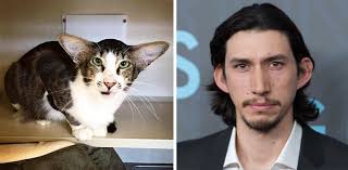 Episode viii the last jedi, and star wars: Shelter Cat That Looks Like Adam Driver From Star Wars Finally Adopted Bored Panda