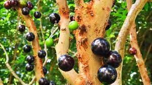 Our unique collection of fruit trees comes in all shapes and pot sizes! I Was Shocked These 3 Tropical Fruits Survived The Florida Frost Youtube
