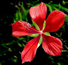 In this way, are any hibiscus poisonous? Hibiscus Coccineus Wikipedia