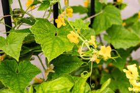 Image result for male flowers cucumber
