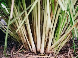 Go to the grocery and buy some lemongrass from the produce dept. Pruning Lemongrass How To Tame That Wild Thing Garden Betty