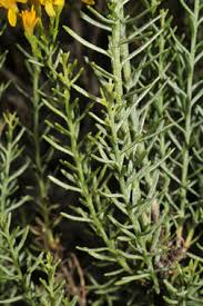 Image result for Erlangea remifolia