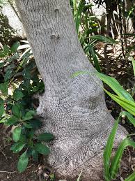Image result for Phytolacca dioica