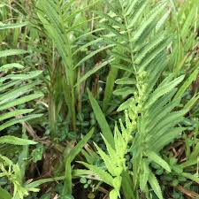 Image result for Cyclosorus interruptus