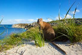 Quokka Spotting | How & Where to See Rottnest Island's Quokkas