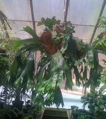 Image result for Platycerium stemaria