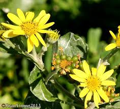 Image result for Chrysanthemoides monilifera