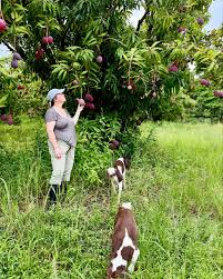 Image result for Rothmannia macrosiphon