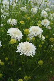 Image result for Scabiosa