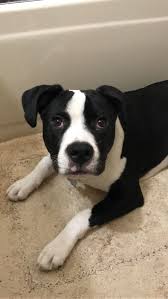 Maybe you would like to learn more about one of these? Chloe Border Collie Pitbull Mix Pitbull Mix Pitbulls Border Collie
