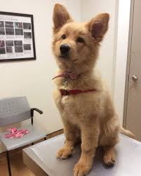 Look At This Golden Retriever And German Shepard Mix Shepherd Puppies Mixed Breed Dogs Retriever Puppy