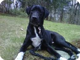 Common goldador names include the goldador retriever, the golden lab mix, the golden retriever mix, and the labrador golden retriever mix. Waterford Ct Dalmatian Meet Oliver A Pet For Adoption