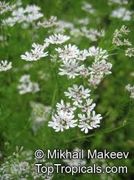 Image result for Coriandrum