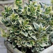 Pflanzen Als Sichtschutz Fur Die Terrasse Im Kubel Schone Ideen In 2020 Pflanzen Sichtschutz Sichtschutz Garten