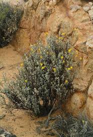 Image result for Pteronia acuminata