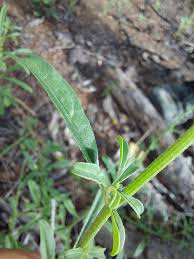 Image result for Hermbstaedtia odorata