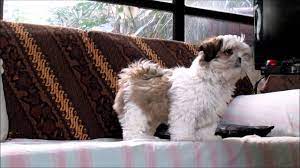 Puppy Shih Tzu 3 Months Old Youtube