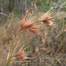 Image result for Themeda triandra