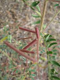 Image result for Indigofera zenkeri