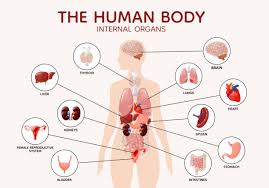 Image result for internal organs