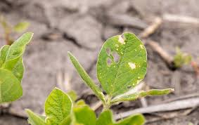 Adults live just a few weeks in the wild, and a bit longer if bred in a laboratory. How To Stop Bugs From Eating Your Plants