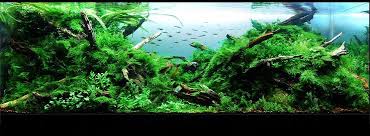 Akvaryum Kurarken Ornek Alabileceginiz Bitkili Akvaryum Fotograflari Akvaryum Bitkiliakvaryum Bitkili Ornek Biotopeaquarium Akvaryum Akvaryumlar Fotograf