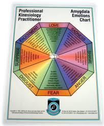 aec5521 amygdala emotions chart kinesiology learning