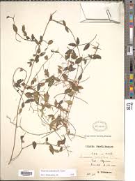 Image result for Secamone delagoensis