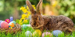 Allerdings wissen die meisten gar nicht, warum ostereier eigentlich bunt sind und wieso sie versteckt werden. Woher Kommt Eigentlich Der Osterhase Lifestyle