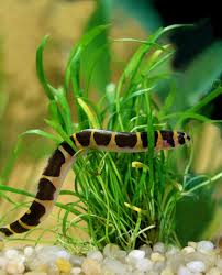 Free - Fs - Albino Golden Dojo Loach - Martinez, Ca - Pickup Only |  Monsterfishkeepers.Com