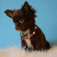 Pets In Uae Fur Z N Feather Z On Instagram Tea Cup Long Hair Male Chocolate Chihuahua Puppy Available For Chihuahua Puppies Cute Puppies Puppies And Kitties
