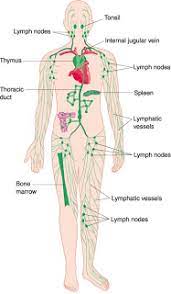 Teaching Anatomy Lymphoid Tissue A Brief Outline Body Diagram Lymphatic System Lymphatic
