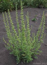 Image result for Dysphania procera