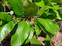 Image result for Monotes africanus