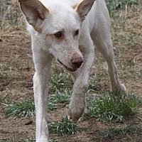 When reserving your spot, check the campground's pet policy by booking online or calling directly.remember, rv's can warm up very quickly depending on the outside. All Breed Rescue Training In Colorado Springs Colorado