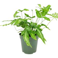 Image result for Pteris