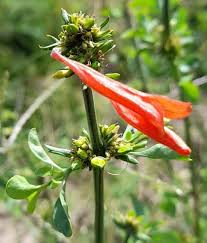Image result for Dicliptera carvalhoi
