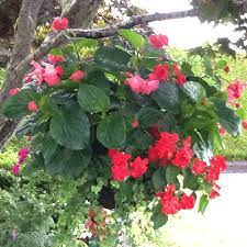 Dragon Wing Begonias Impatiens And Bacopa I Potted Up In Hanging Basket