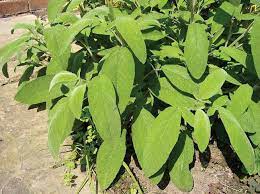 Salvia Officinalis Sage Leaves Download Scientific Diagram